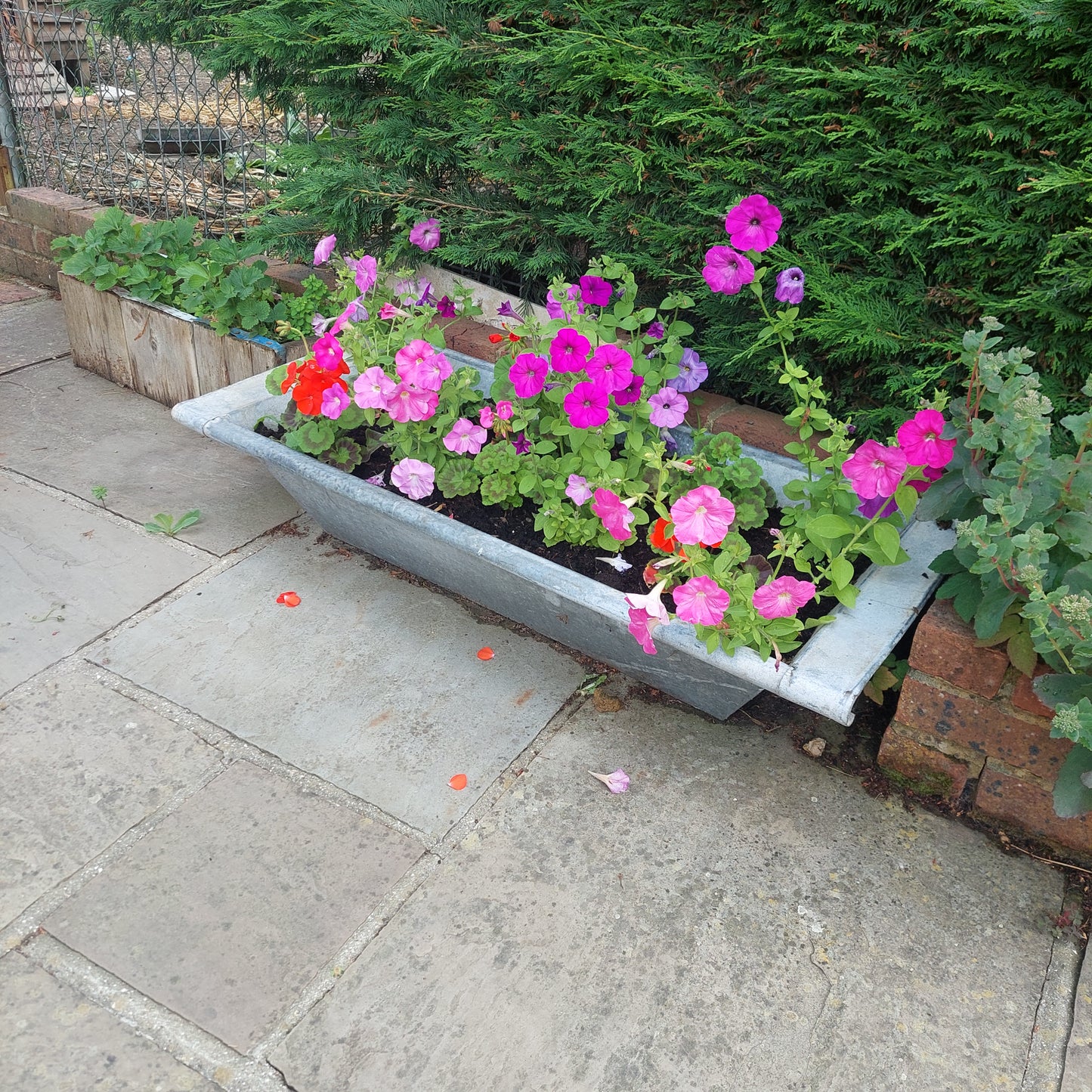 Metal sink ideal as a planter