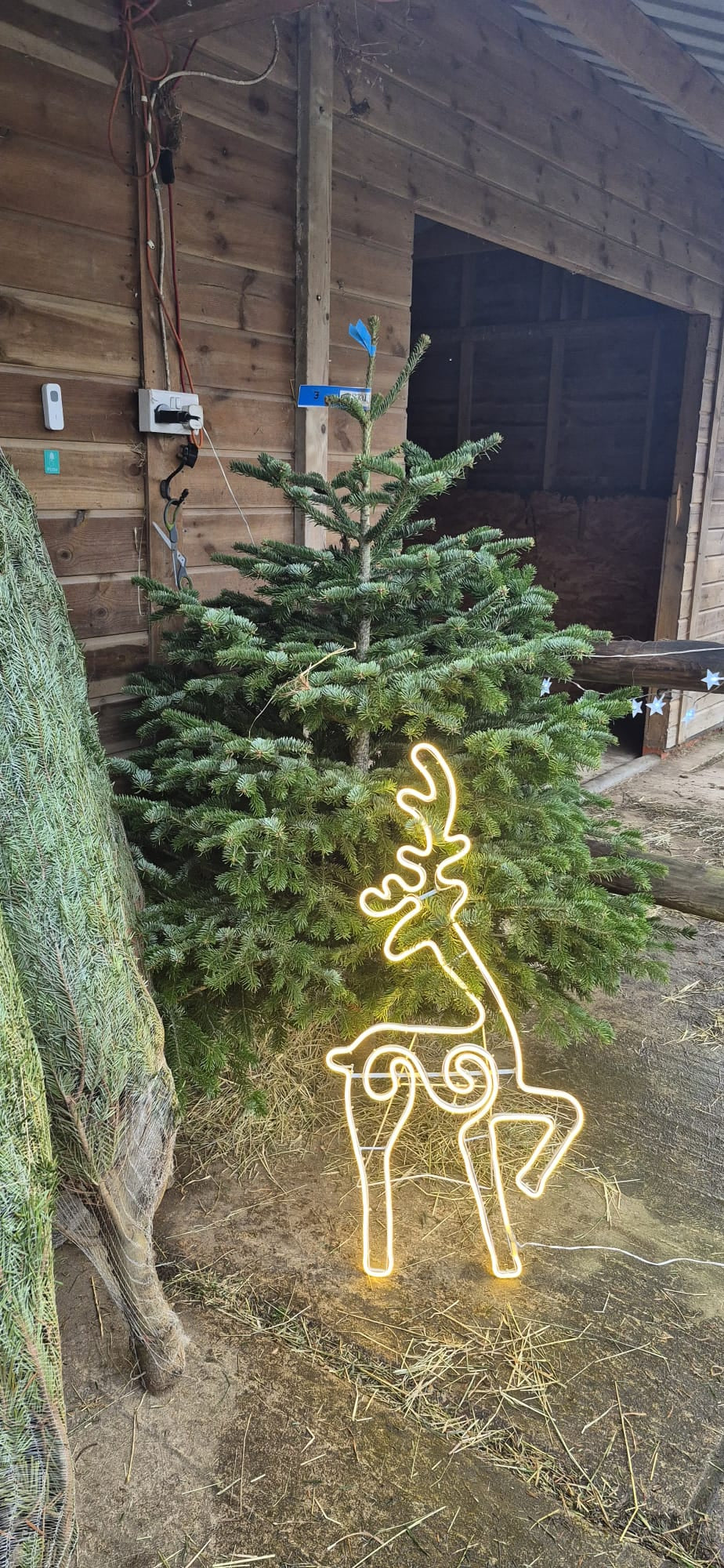 Norman Fir Christmas Tree