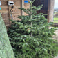 Norman Fir Christmas Tree