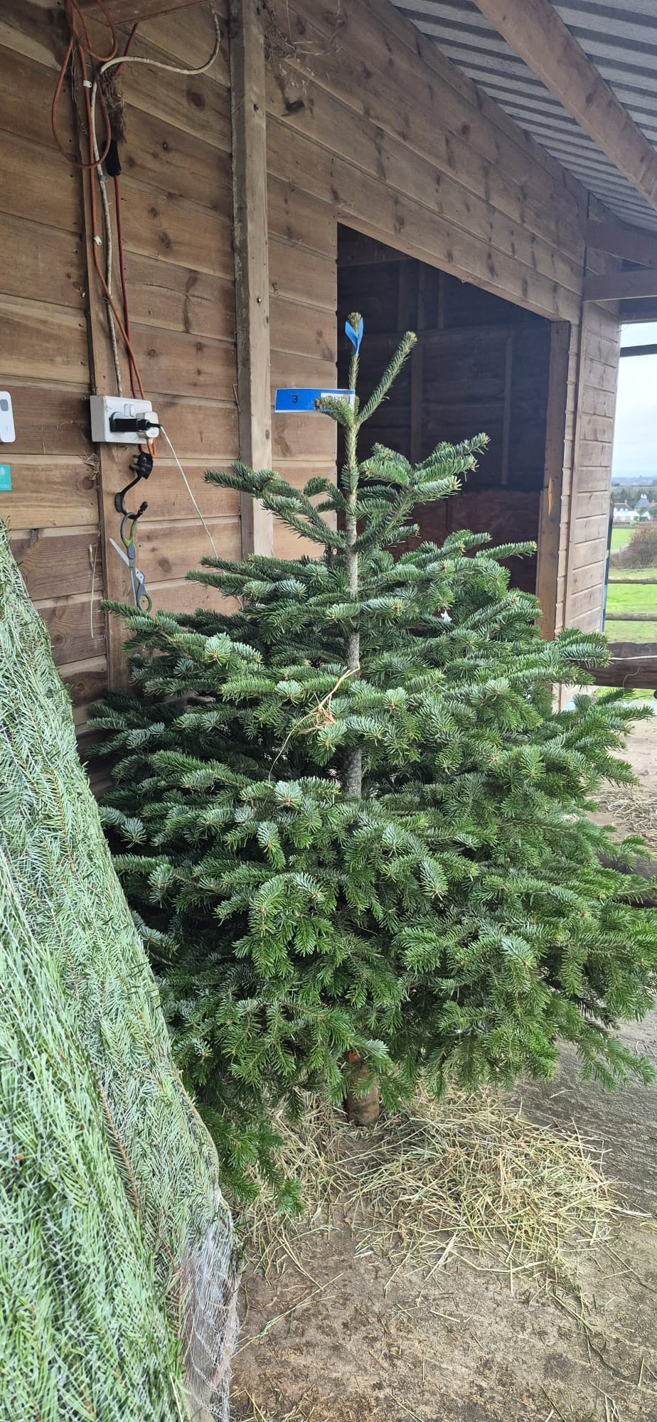 Norman Fir Christmas Tree