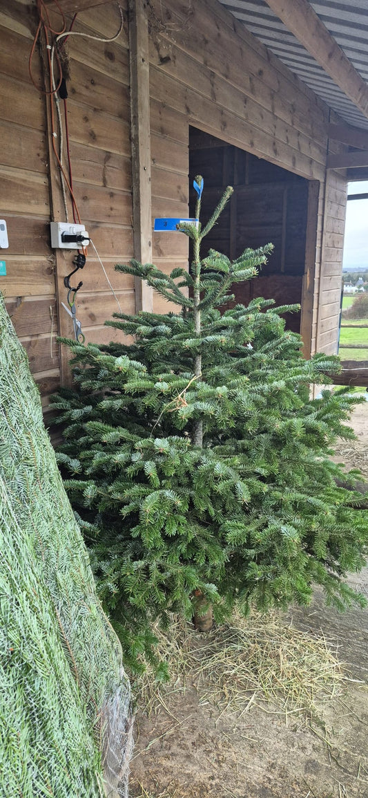 Norman Fir Christmas Tree