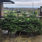 Norman Fir Christmas Tree