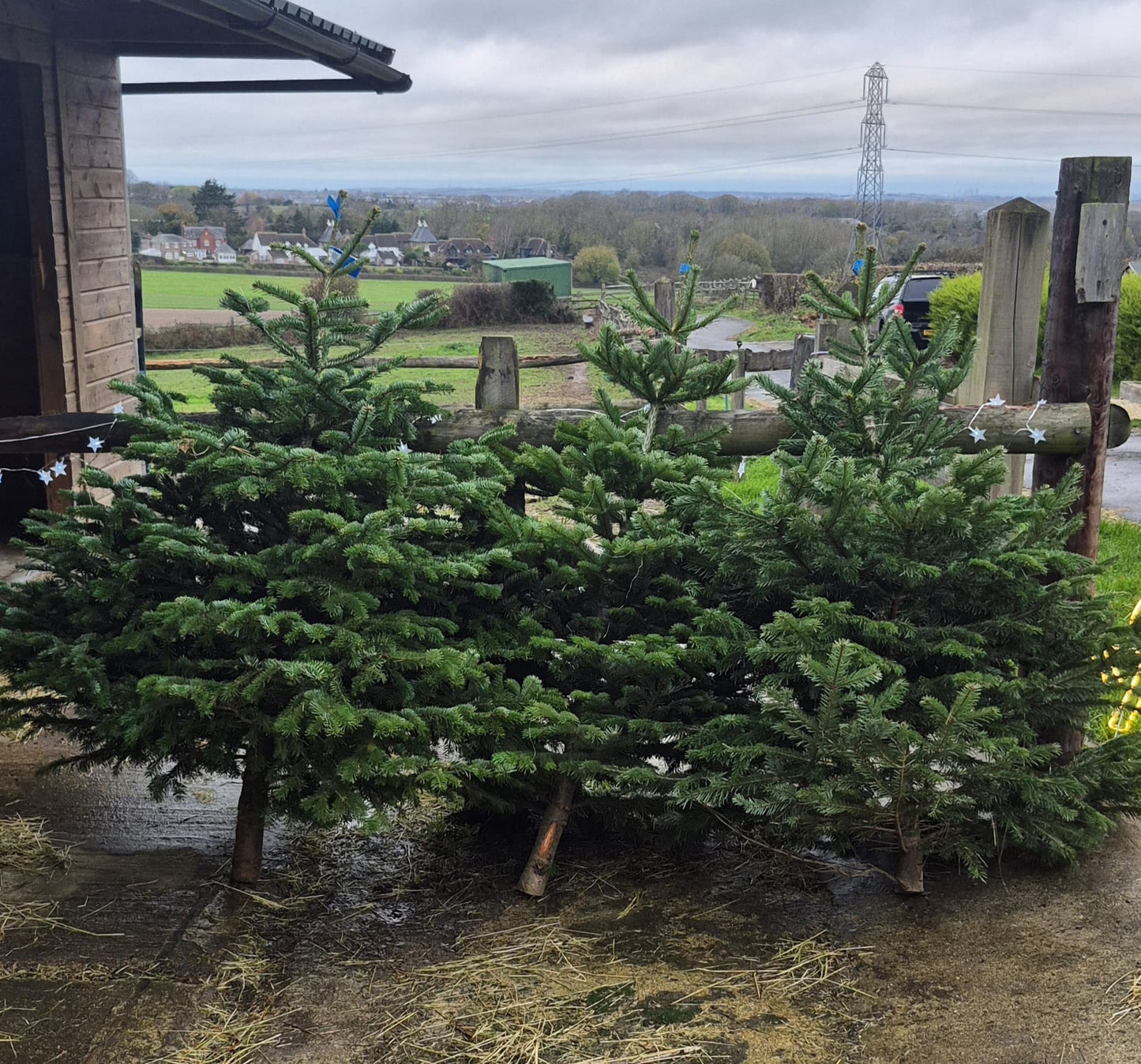 Norman Fir Christmas Tree