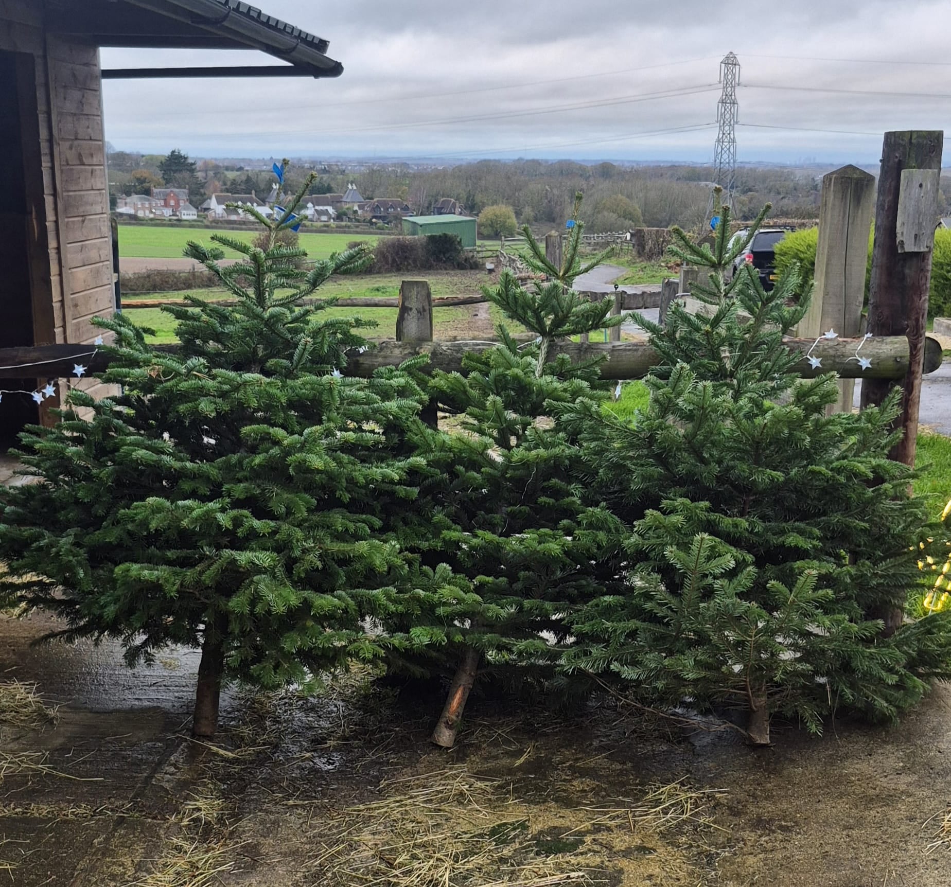 Norman Fir Christmas Tree