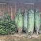 Norman Fir Christmas Tree