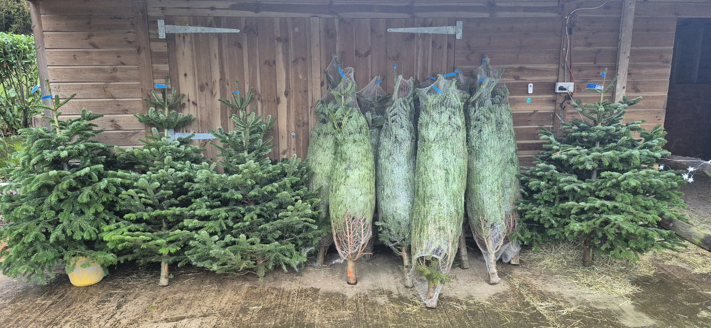 Norman Fir Christmas Tree